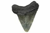 Juvenile Megalodon Tooth - South Carolina #370091-1